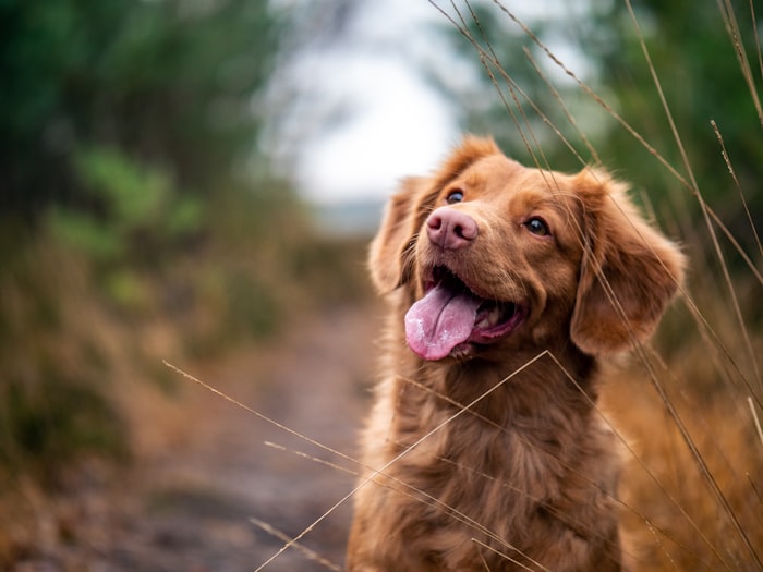 Veteriner uzmanı köpekle