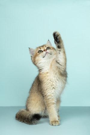 Mutlu kedi yavrusu
